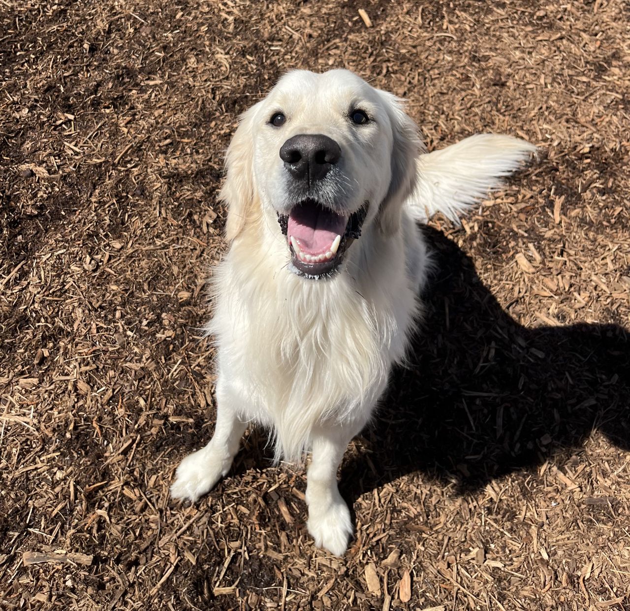 Golden Retriever sitting on mulch, looking up with a happy expression, tongue slightly out, and tail wagging.