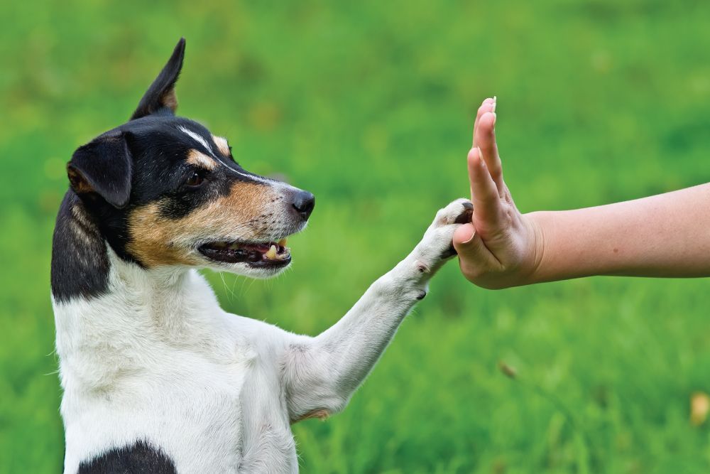 A dog giving a high-five to a person's hand.