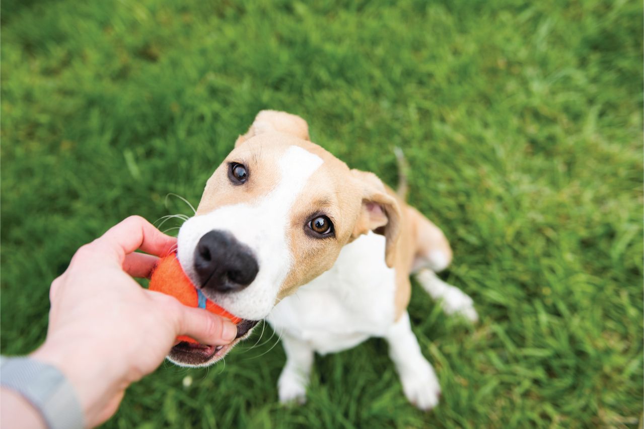 Playful puppy holding an orange tennis ball in its mouth while playing fetch with its owner on green grass