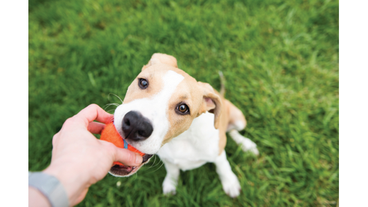 Dog playing with an orange ball on grass.