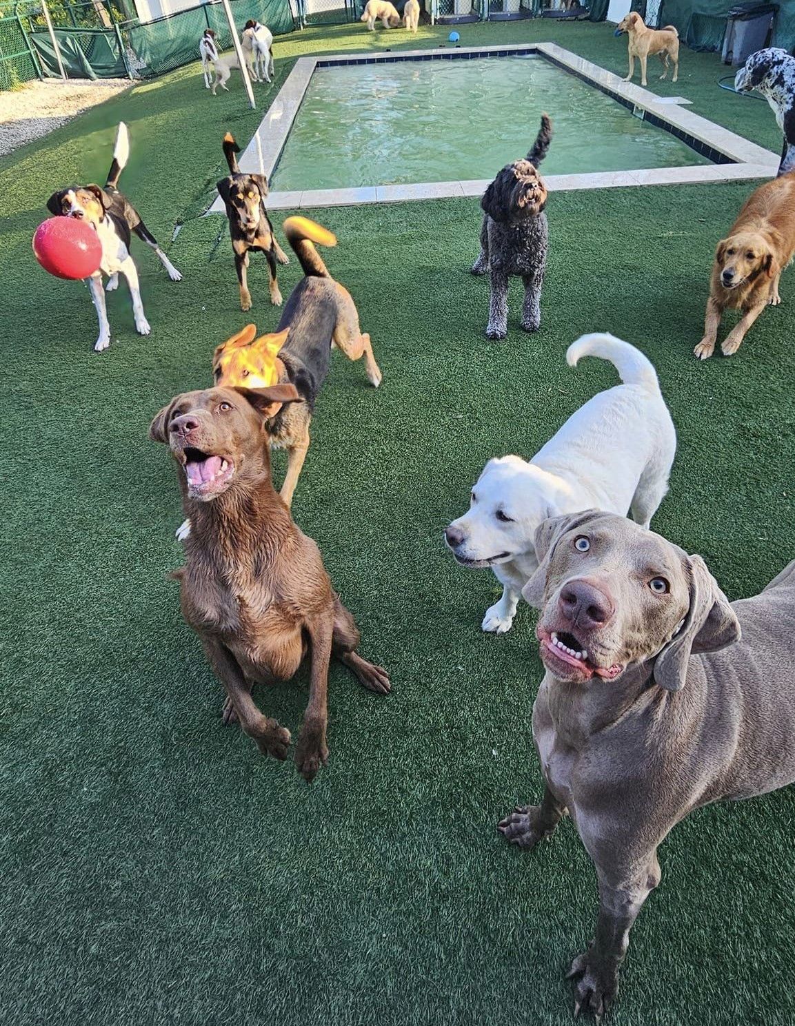 A group of various dogs playing in an outdoor daycare yard with artificial turf and a small swimming pool. In the foreground, a brown dog looks up excitedly with an open mouth while a grey dog stares directly at the camera, and another dog in the background holds a red ball in its mouth.
