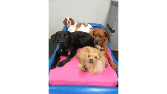 Four dogs lounging on a day bed