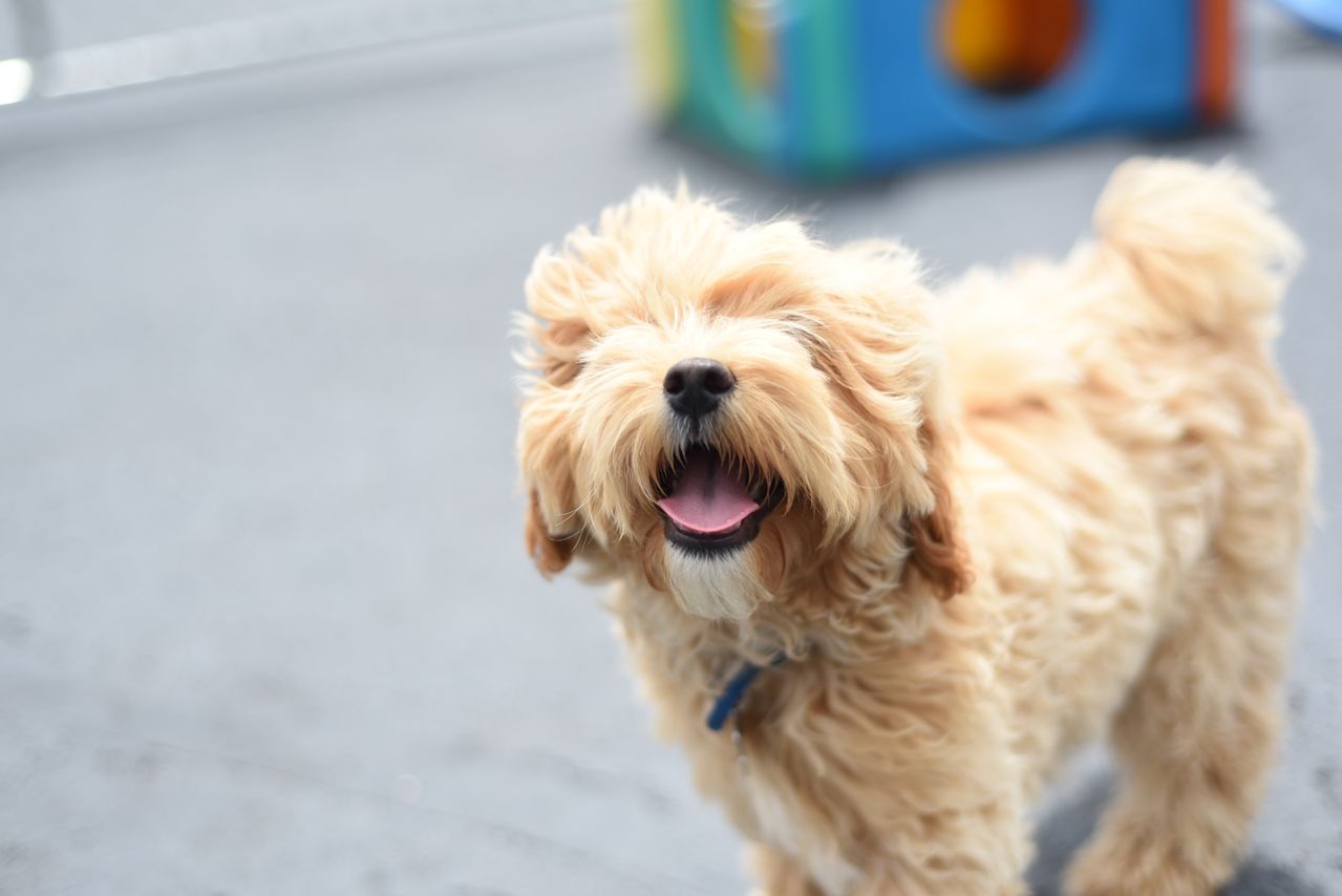 1792013461280_image.pngWrite a short, alt text SEO description for this imagejust now￼￼￼￼￼Claude responded: Happy apricot doodle puppy with an open-mouthed smile playing in a dog daycare play area with colorful play equipmentHappy apricot doodle puppy with an open-mouthed smile playing in a dog daycare play area with colorful play equipment