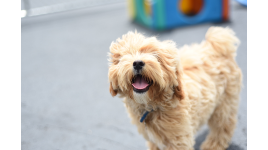 Fluffy apricot doodle puppy smiling up at the camera during outdoor playtime at dog daycare
