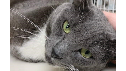 A close-up portrait of a relaxed gray and white cat with striking green eyes lying down while being gently petted