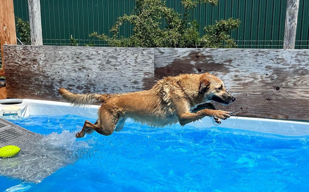 A wet, tan dog captured mid-air as it jumps into a bright blue outdoor swimming pool from a grey ramp, with a yellow toy floating in the water nearby