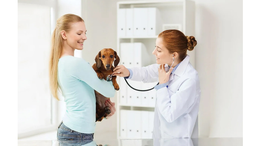 Female veterinarian using a stethoscope to examine a dachshund held by its owner in a clinic