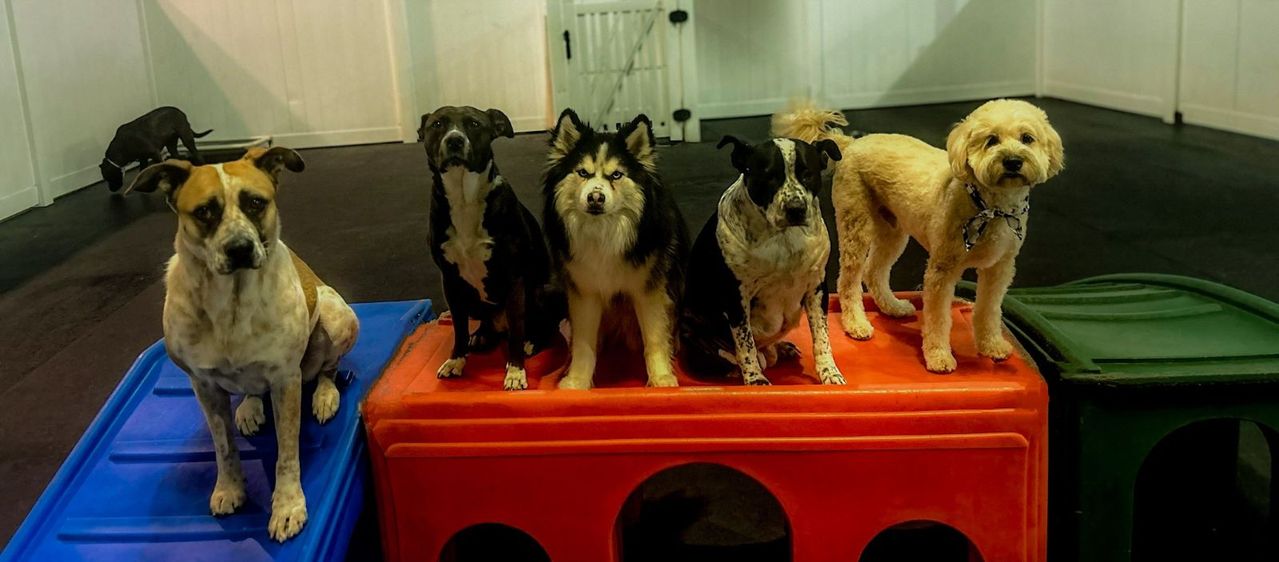 A group of five dogs, including a husky and various mixed breeds, sitting together on colorful play structures at a dog daycare