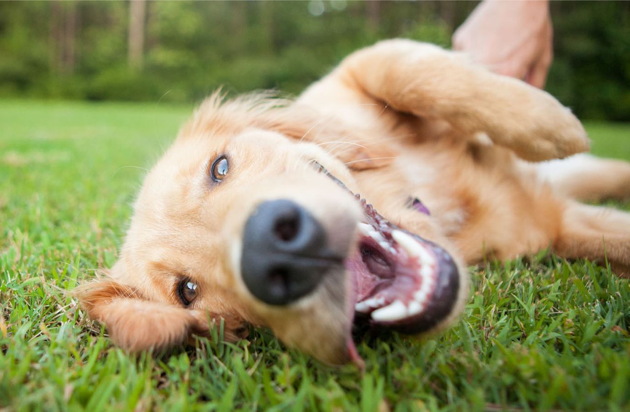 A happy Golden Retriever lying on its back in green grass, looking playfully at the camera with a wide, open-mouthed smile while a person's hand rubs its belly