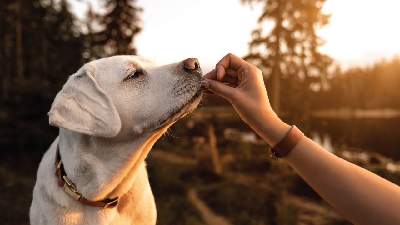 dog fed treat