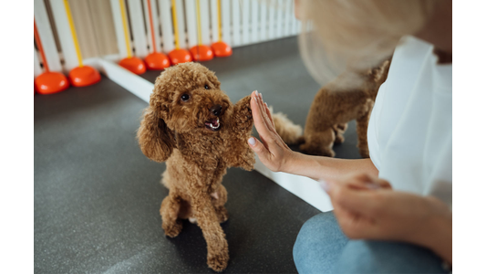 A brown poodle giving a high-five to a person's hand during dog training.