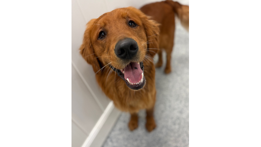 A close-up of a Golden Retriever looking up at the camera with its mouth open and tongue slightly out, appearing to smile. The dog has a light brown coat and is standing on a light-colored floor.