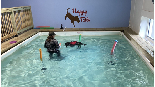 Staff member guiding a black dog in a red life vest through a swim session in the indoor dog pool at Happy Tails