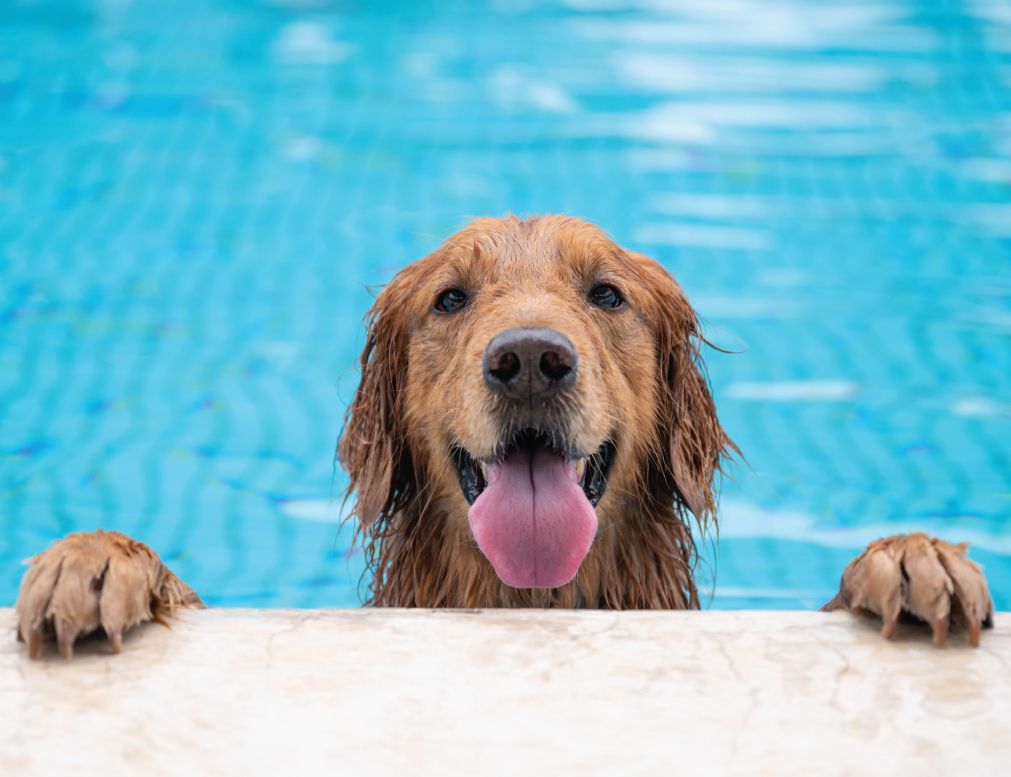 Happy golden retriever resting its paws on the pool edge with wet fur and tongue out in bright blue swimming pool water