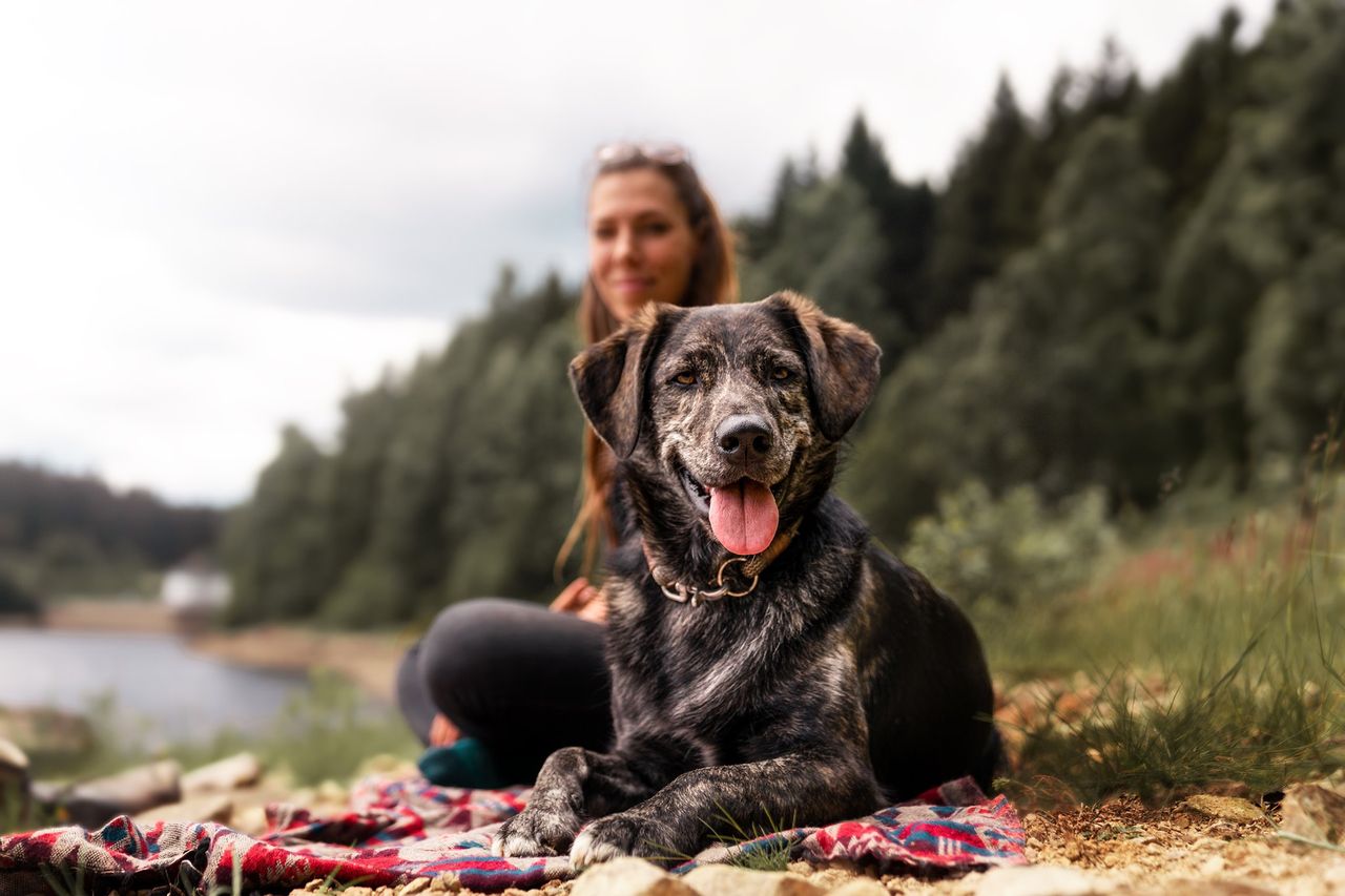 Happy brindle mixed-breed dog lying on a picnic blanket beside its owner at a lakeside forest hike
