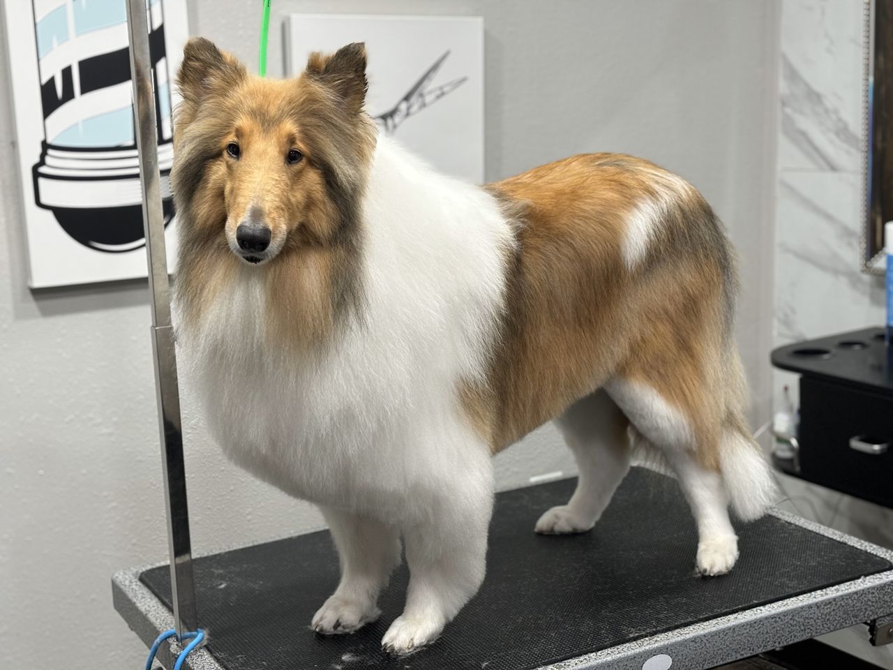 A freshly groomed, fluffy sable and white Collie standing on a black grooming table indoors, looking directly at the camera