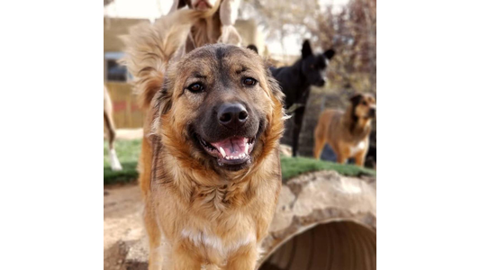 funny dogs playing outside