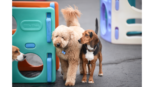 Goldendoodle and tricolor Beagle mix walking side by side past colorful play equipment in an outdoor dog daycare play yard