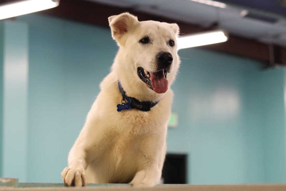 Low-angle shot of an alert, cream-colored dog wearing a blue collar and bone-shaped name tag reading "Thor," happily peering over an indoor partition with tongue out