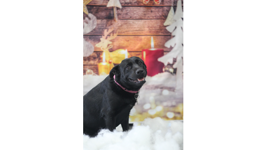 A black dog wearing a pink collar sits in fluffy artificial snow, looking up with a happy expression. The festive winter backdrop features a rustic wooden wall, a large lit red candle, a golden reindeer silhouette, white decorative trees, and blurred warm lights.