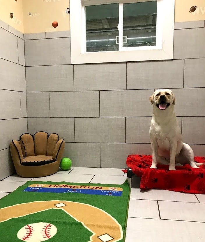 A happy yellow Labrador Retriever sitting on a red blanket-covered bed in a baseball-themed boarding suite, featuring a green baseball diamond rug on the floor and a small baseball glove-shaped chair in the corner