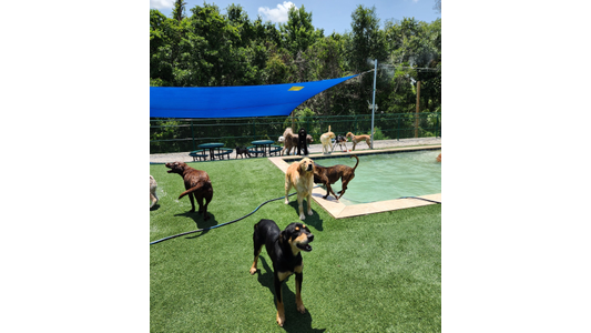 several dogs playing in a fenced outdoor area with a pool and a blue shade sail. A black and tan dog stands in the foreground, while other dogs are near the pool and in the background.
