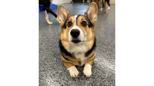 an alert tricolor Corgi lying on a speckled grey floor in an indoor play area, looking up directly at the camera with its ears perked up, while the legs of other dogs are partially visible in the background