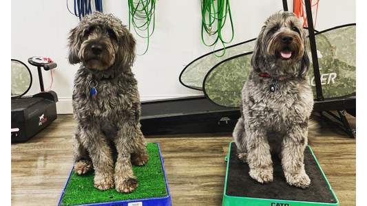 Two large, fluffy, brown dogs sitting side-by-side on elevated platforms indoors. The dog on the left is on a green platform, and the dog on the right is on a blue platform. Both are looking towards the camera