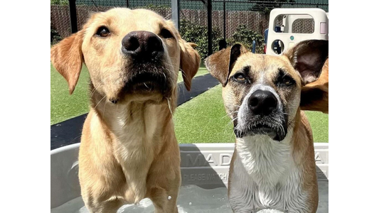 Two wet dogs, a yellow lab mix and a tan mixed-breed, standing together in a small plastic wading pool at an outdoor dog daycare