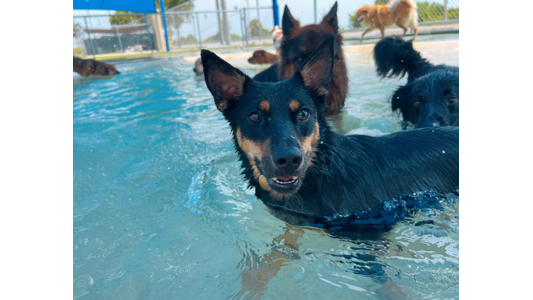 swimming dog