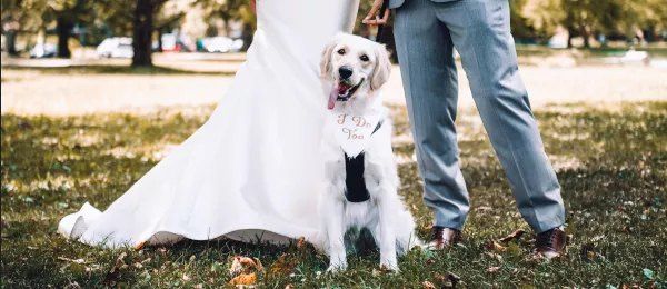 The I Do’s and Don’ts of Dogs in Weddings