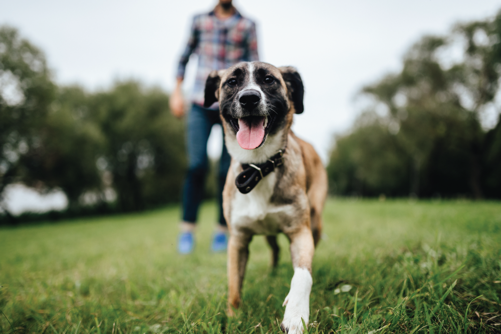 A happy, panting mixed-breed dog with a black face and white chest walking towards the camera in a grassy park, with a blurred person walking behind it in the background