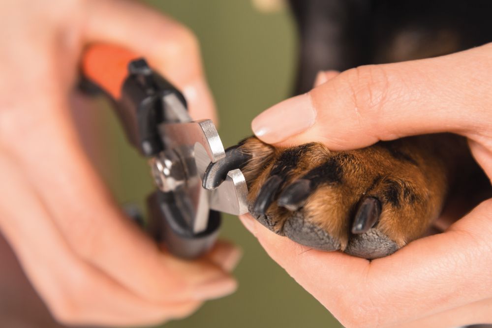 person's hands carefully trimming the black nails on a brown and black dog's paw using scissor-style pet nail clippers
