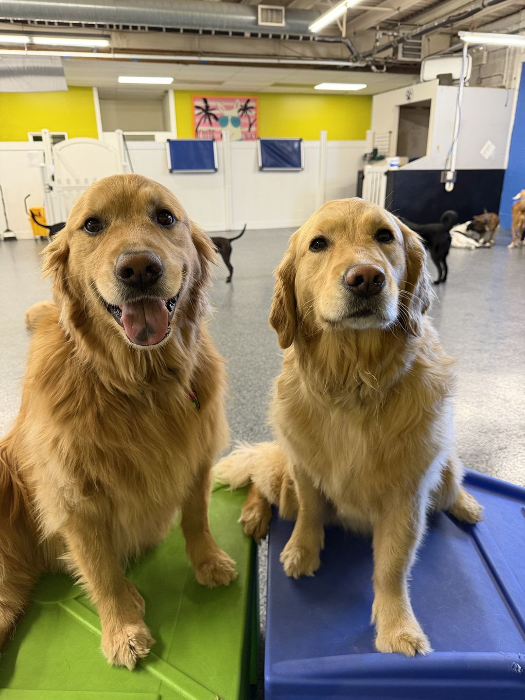 Two Golden Retrievers sitting side-by-side on raised plastic play platforms in an indoor daycare area; the dog on the left pants happily on a green platform, while the dog on the right sits attentively on a blue platform, with other dogs roaming in the background