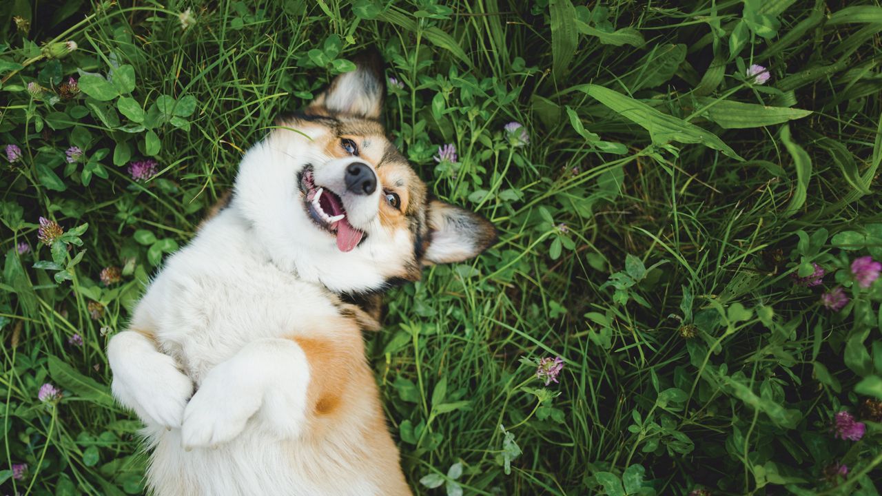 Corgi laying grass