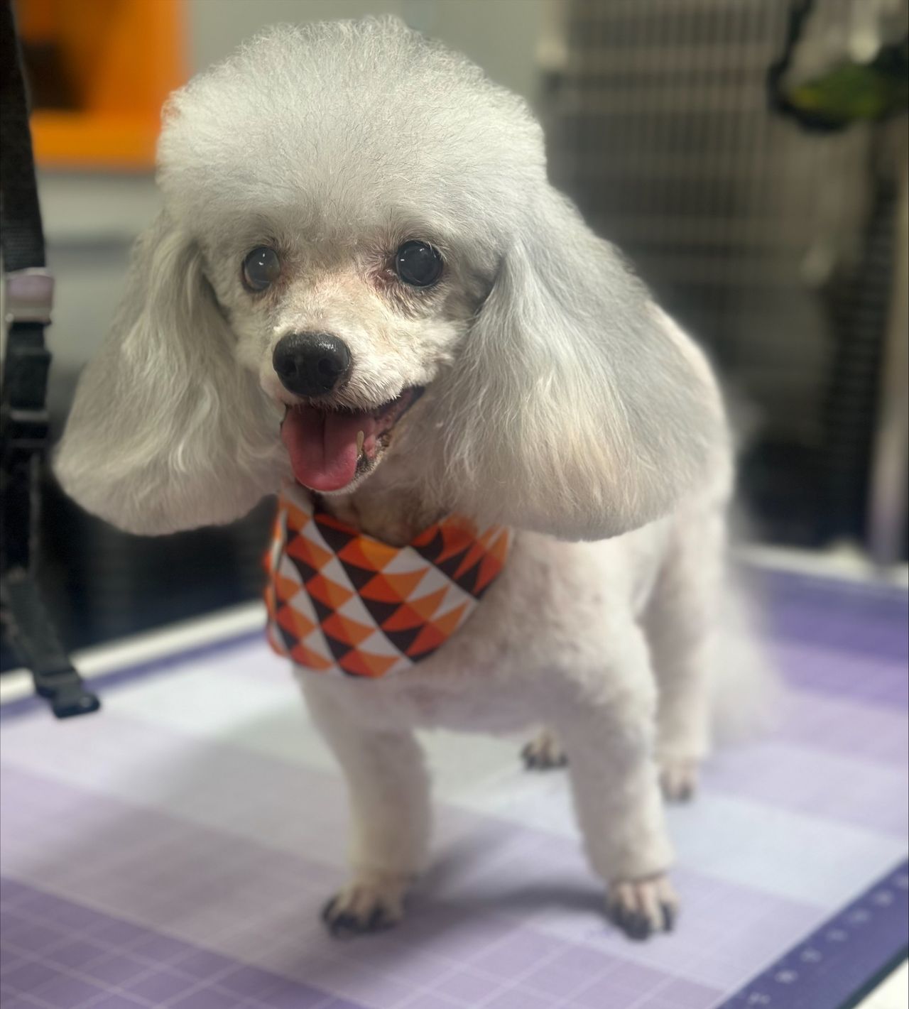 Freshly groomed white Toy Poodle wearing an orange patterned bandana on a grooming table at a pet grooming salon