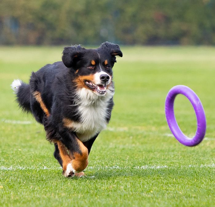 a black, white, and tan dog running across a grassy field, seemingly trying to catch a purple flying ring toy