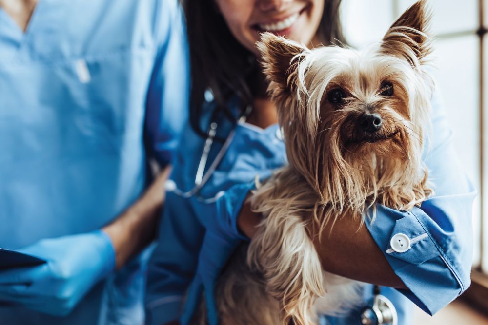 woman-holding-dog