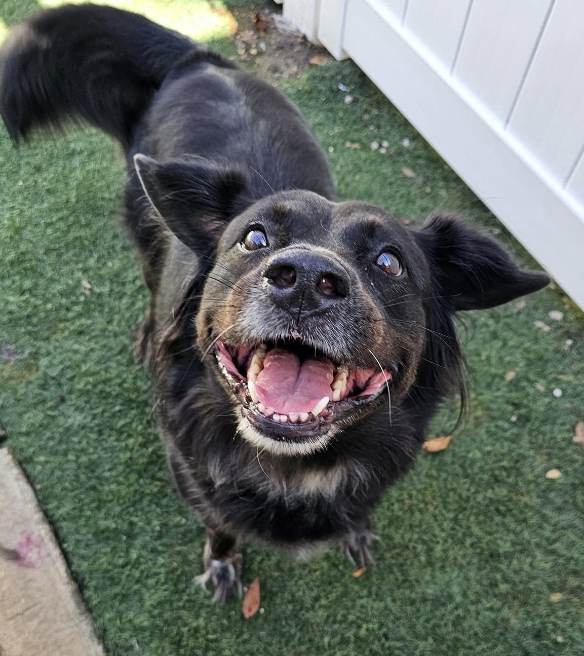 A fluffy black dog standing on artificial green turf looks up directly at the camera with a wide, happy smile and its tongue out. A white fence is visible in the background
