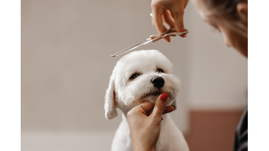 Small white dog getting a trim