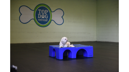 Small white dog resting on a blue play bridge inside the Top Dog Retreat indoor play area