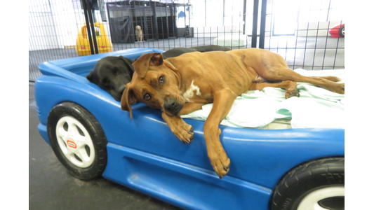 Two dogs resting on a light-colored blanket inside a blue plastic car-shaped toddler bed in an indoor dog daycare facility. A brown dog with a white chest lies in the foreground with its head and front paws draped over the side, looking directly at the camera, while a black dog sleeps peacefully just behind it. Wire fencing and other play structures are visible in the background