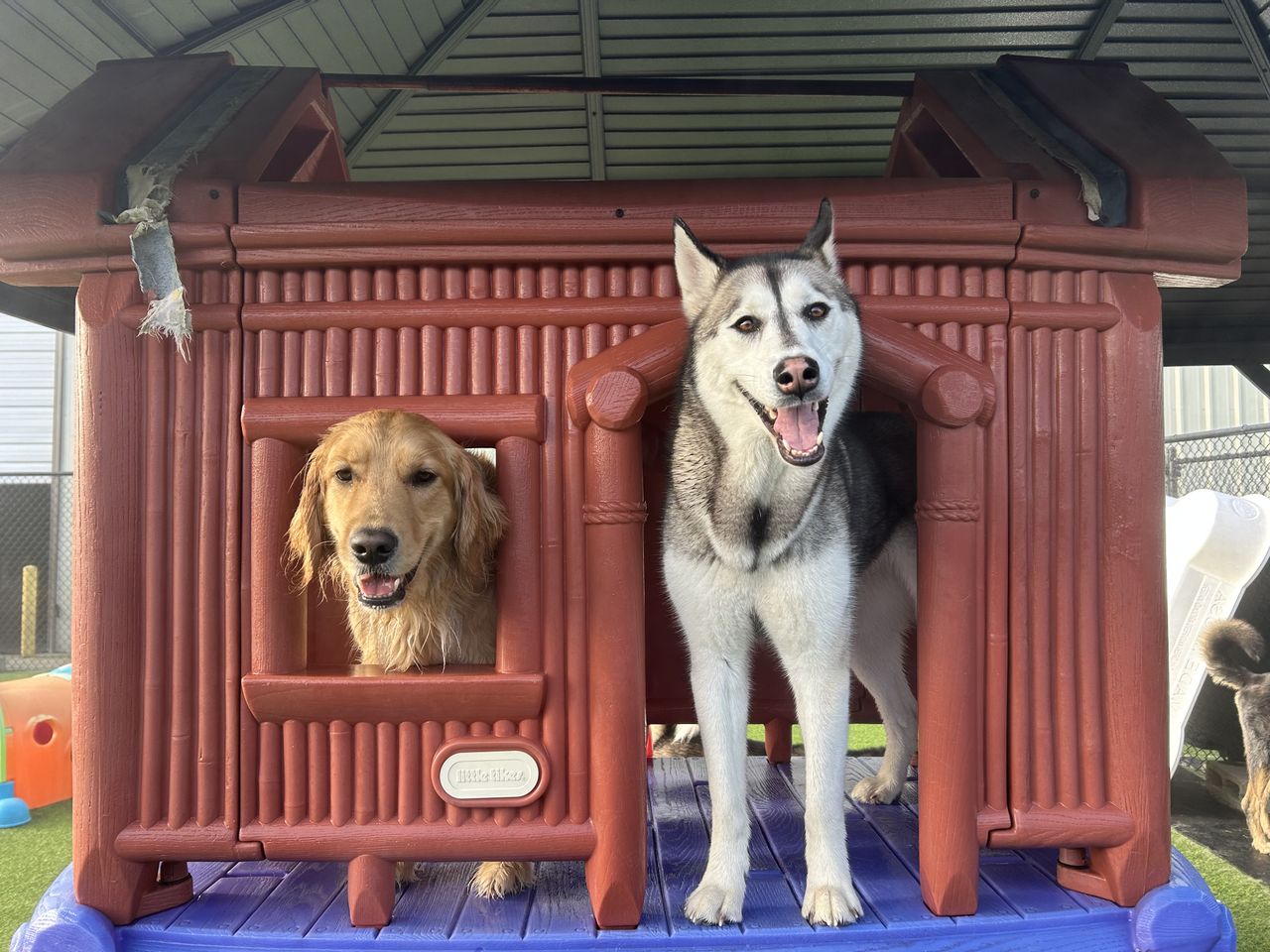 Husky and golden retriever smiling