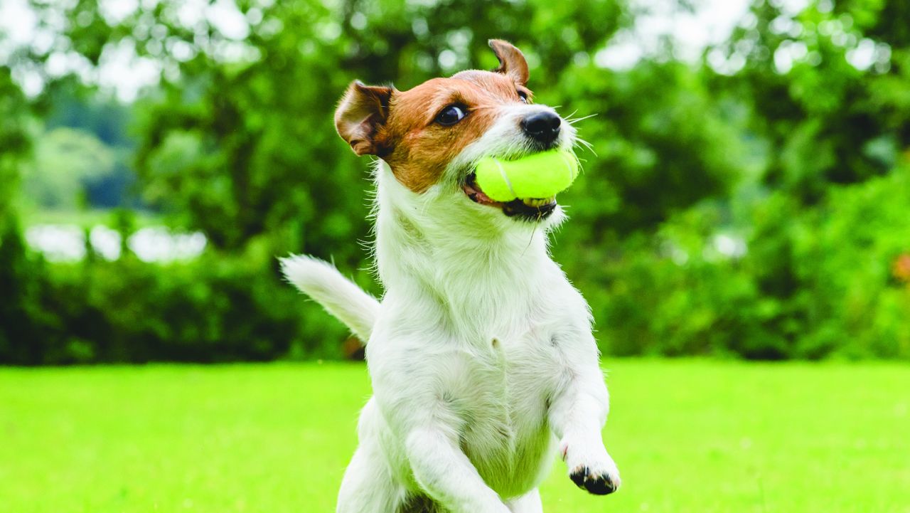 A Jack Russell Terrier running through a grassy field with a bright yellow tennis ball in its mouth