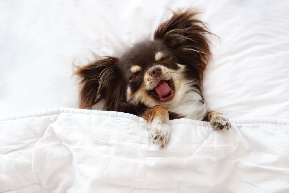 a small, brown and white long-haired dog tucked under a white comforter, yawning with its eyes closed.