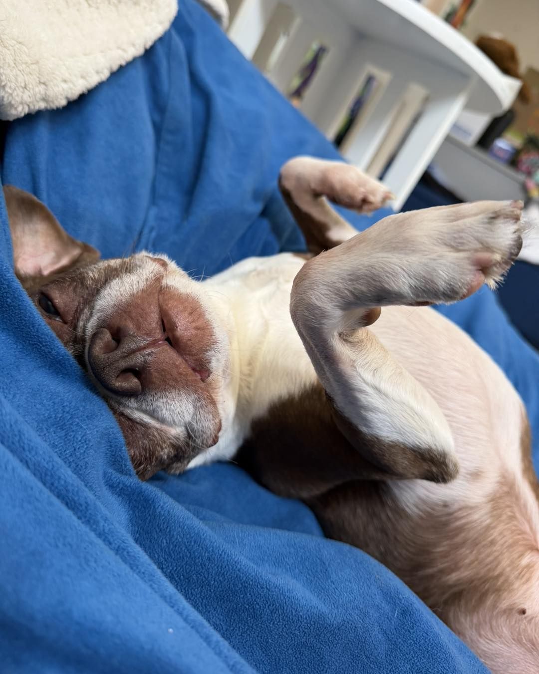 A small brown and white dog lying relaxed on its back on a bright blue blanket, with its front paws curled in toward its chest and its head resting comfortably