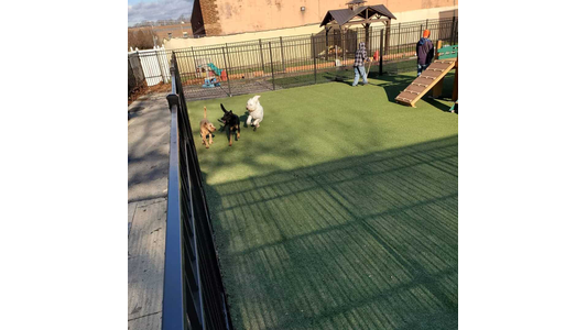 dogs playing