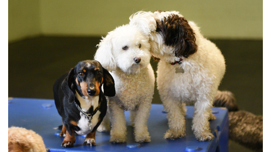 Black and tan Dachshund and two fluffy white small-breed dogs standing together on a blue play platform at indoor dog daycare