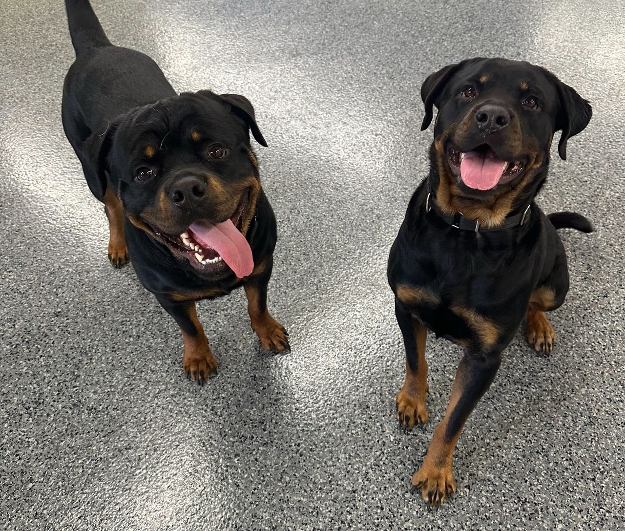 Two happy Rottweilers with their tongues hanging out look directly up at the camera while standing and sitting on a speckled grey floor in an indoor play area