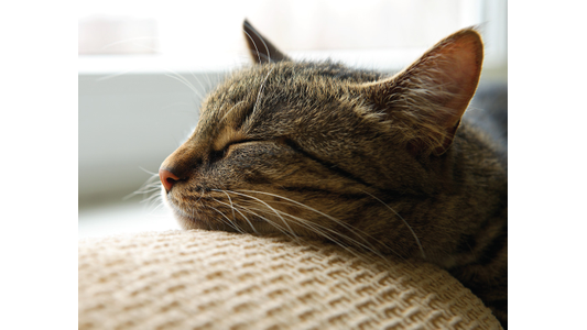 A close-up of a peaceful tabby cat sleeping soundly on a soft, textured blanket